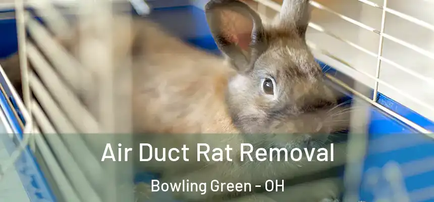  Air Duct Rat Removal Bowling Green - OH